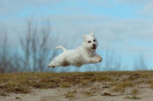 Dog Daycare Murfreesboro