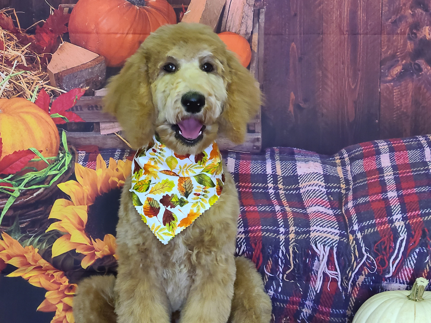 do goldendoodles have an undercoat